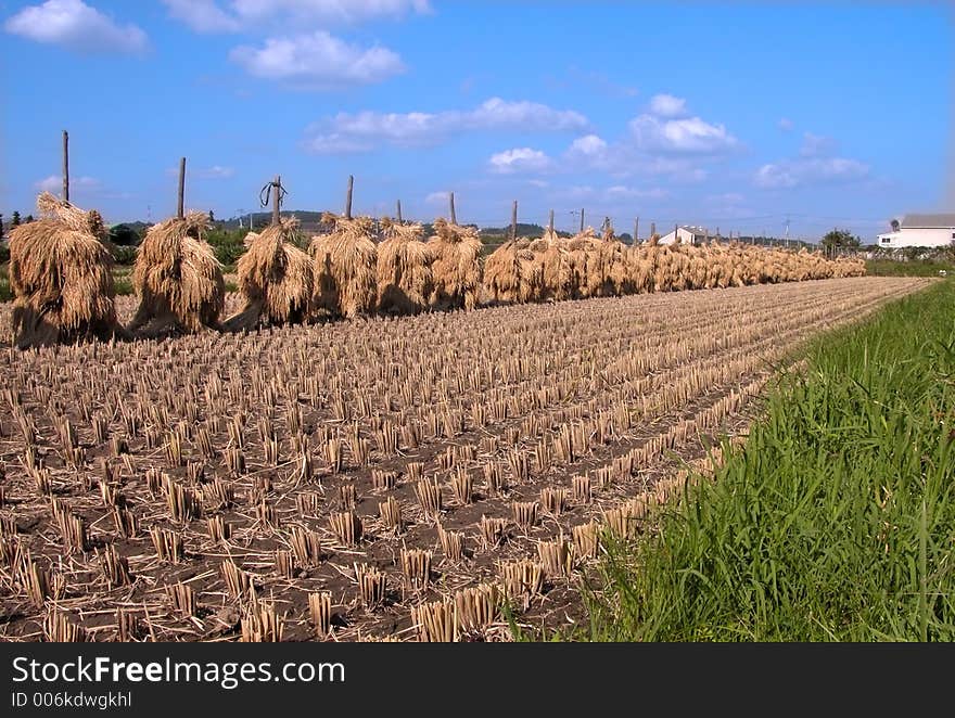 Autumn Rice Field