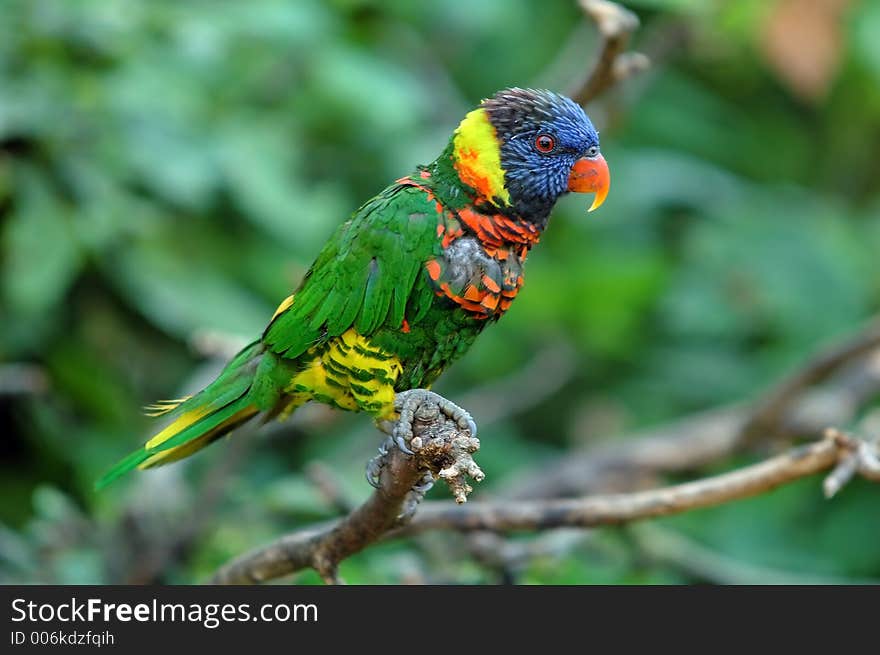 Multicoloured lori parrot