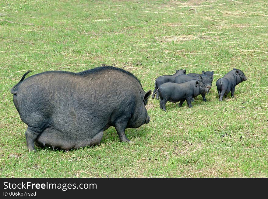 Chinese pig with children