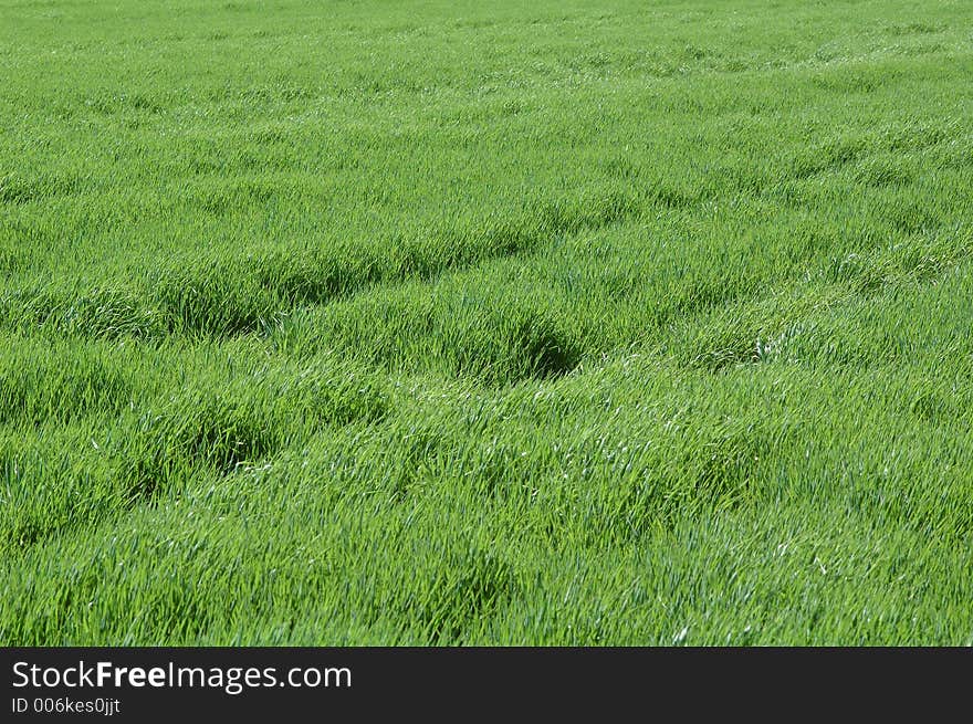 Fresh grass close up. Fresh grass close up