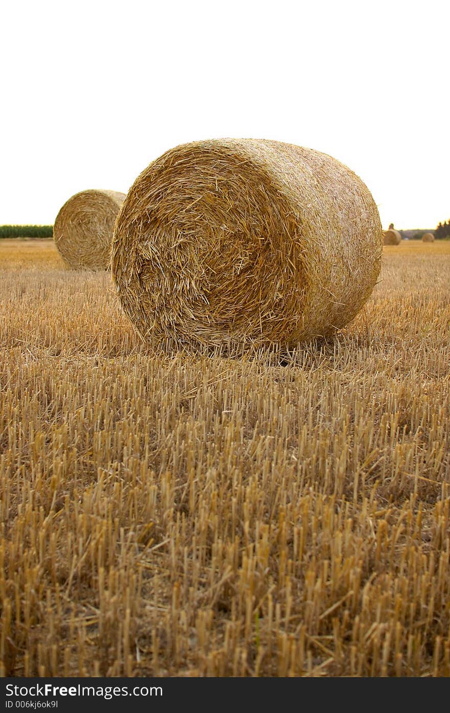 Hay bales on the field. Hay bales on the field