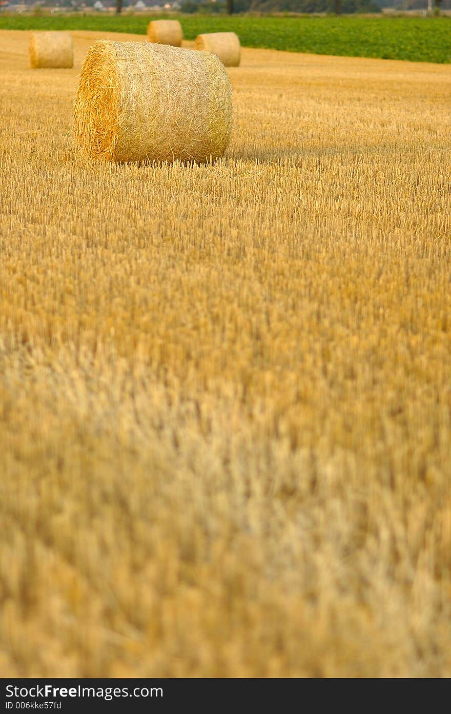 Hay bales on the field. Hay bales on the field