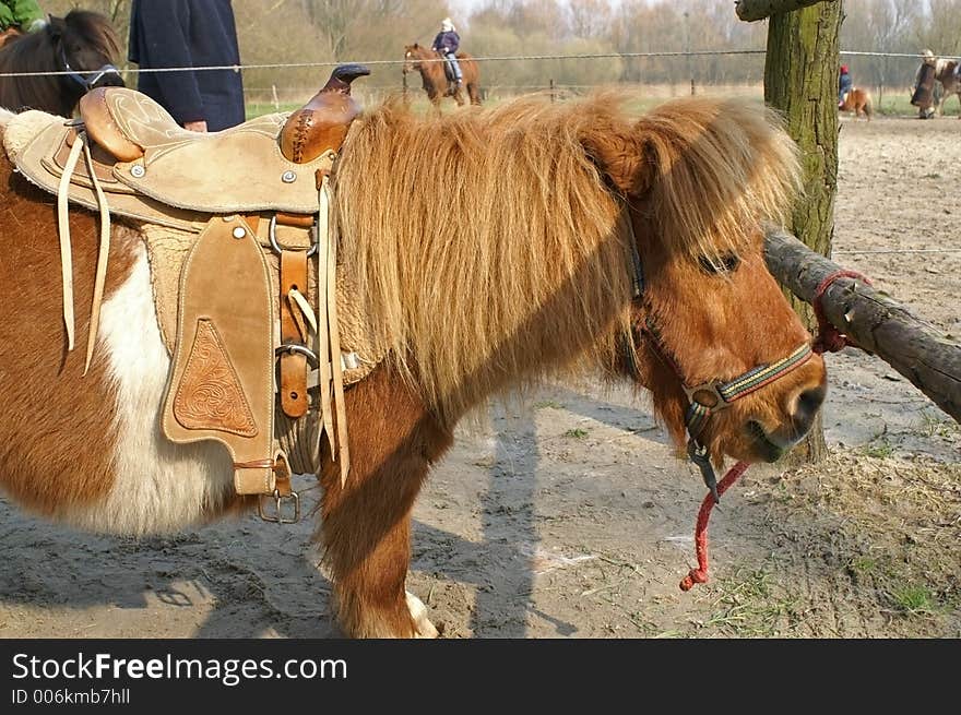 Resting horse with bridle before next ride for children. Resting horse with bridle before next ride for children