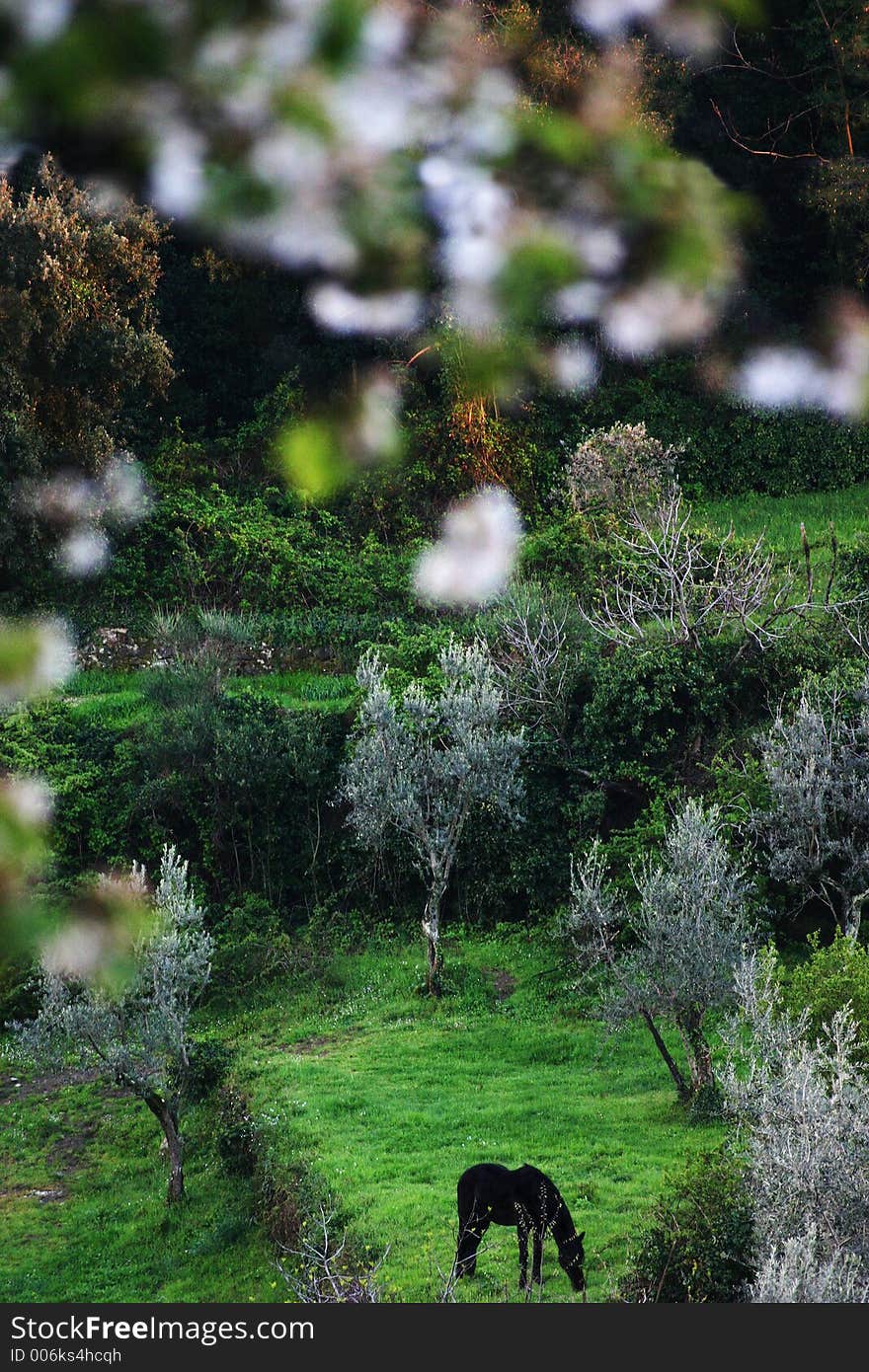 A horse pastures among olive trees and blossoming apple trees. Un cheval qui pature parmi des oliviers, au printemps.