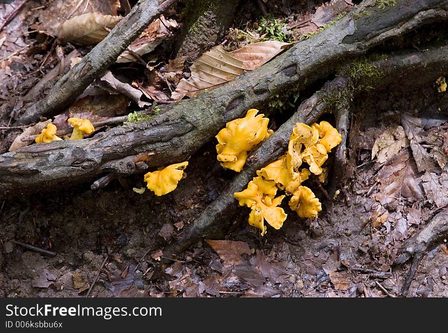 A yellow fungus grows on the floor of a forest around tree roots