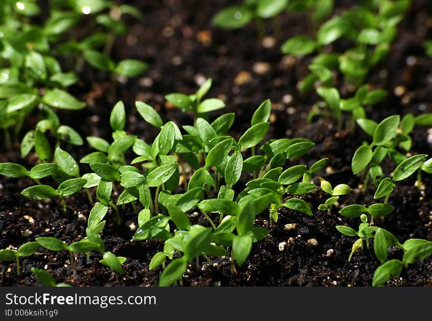 Young parsley shoots.