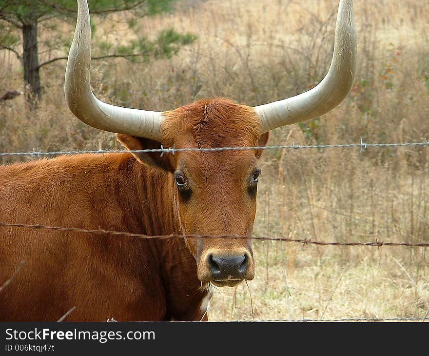 Longhorn