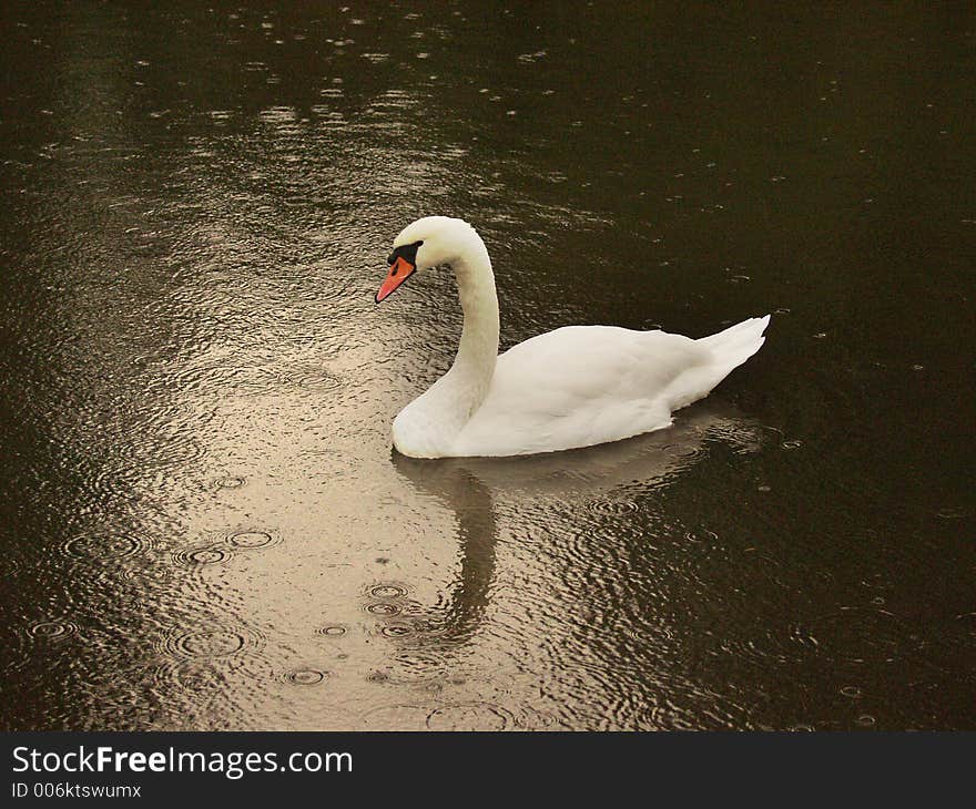 Swans swimming under the rain. Swans swimming under the rain