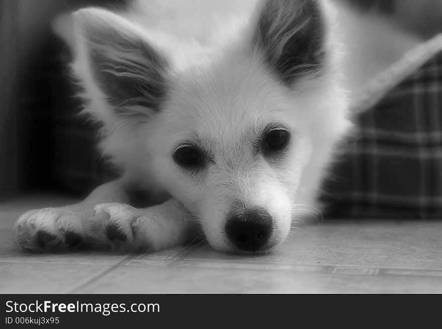 Kallee the Eskimo pup waking from a nap. Kallee the Eskimo pup waking from a nap.