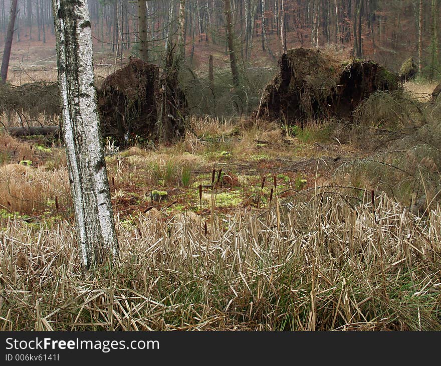 Forest , trees and leaves. Forest , trees and leaves