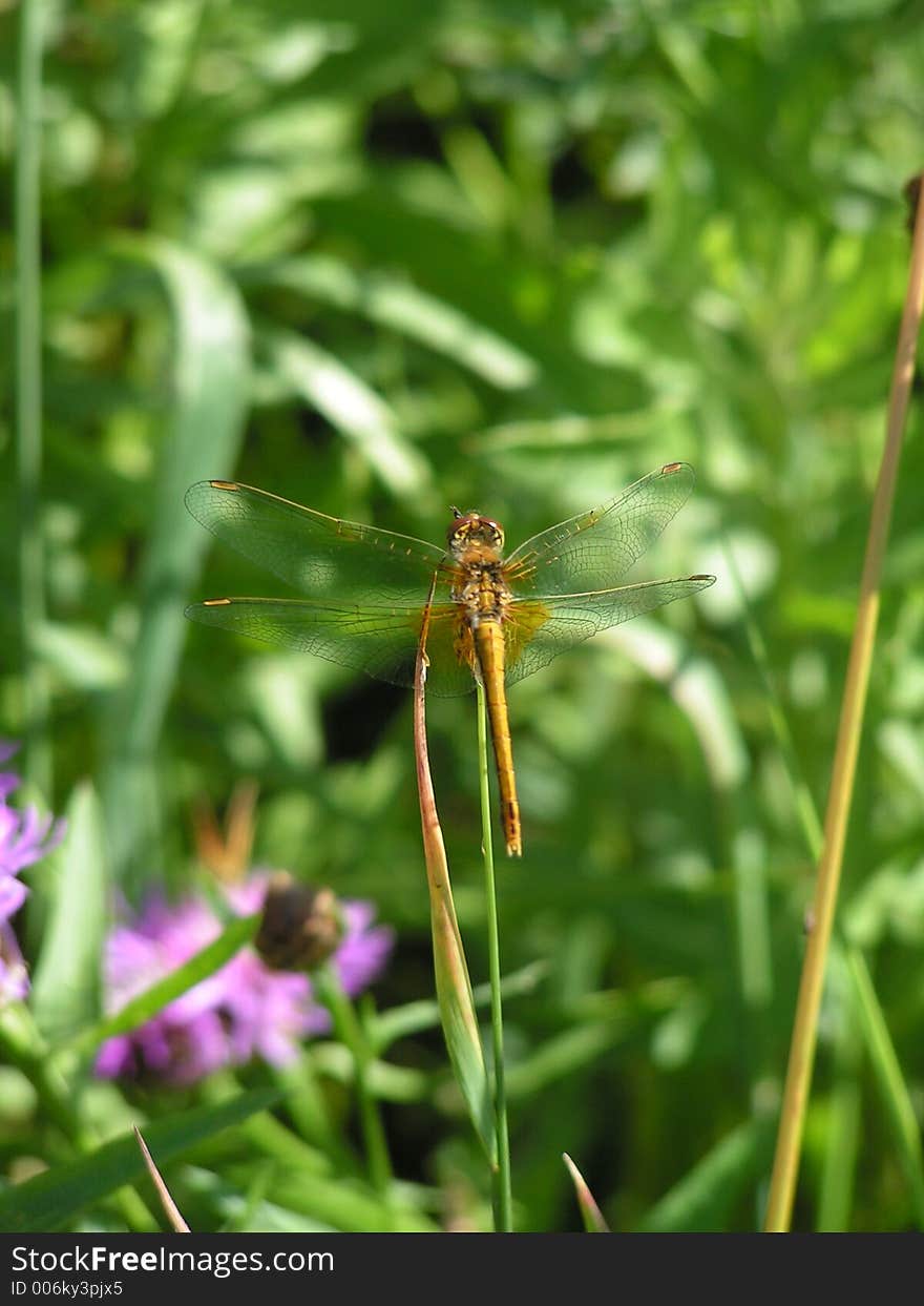 DragonFly 
Reservation Russian Nord

July 2006