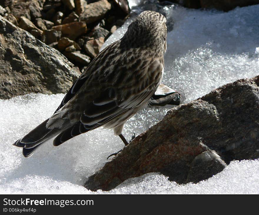 Little sparrow searching for food on snow.covered rock in argentine patagonian mountains. Little sparrow searching for food on snow.covered rock in argentine patagonian mountains