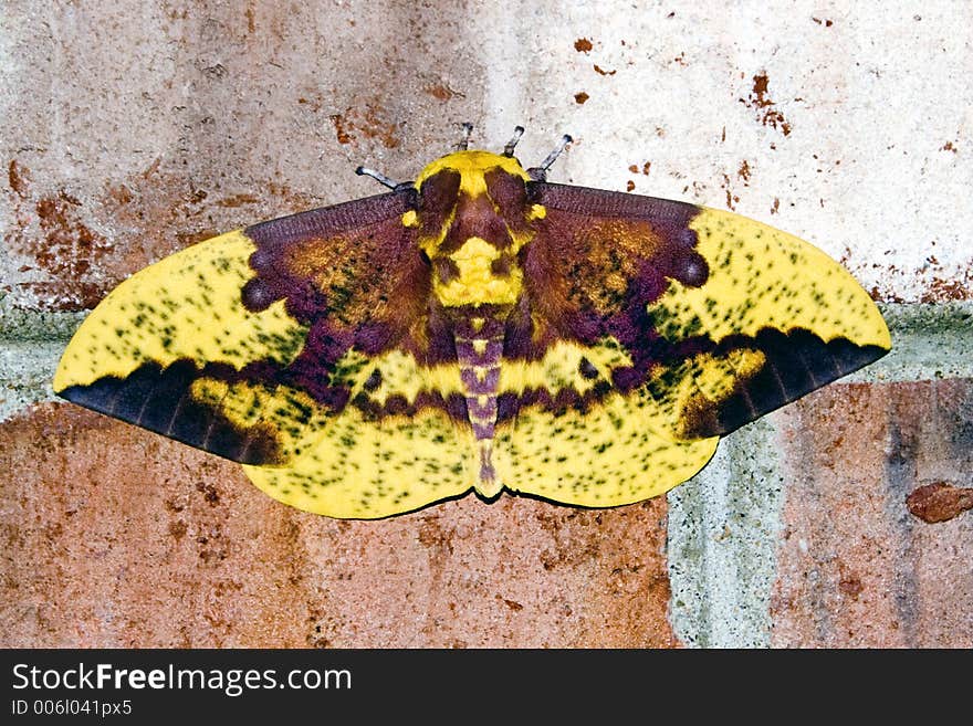 Yellow & Brown Moth