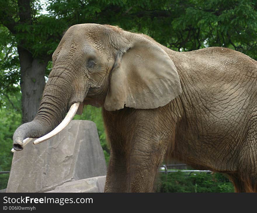 Elephant Lifting his trunk