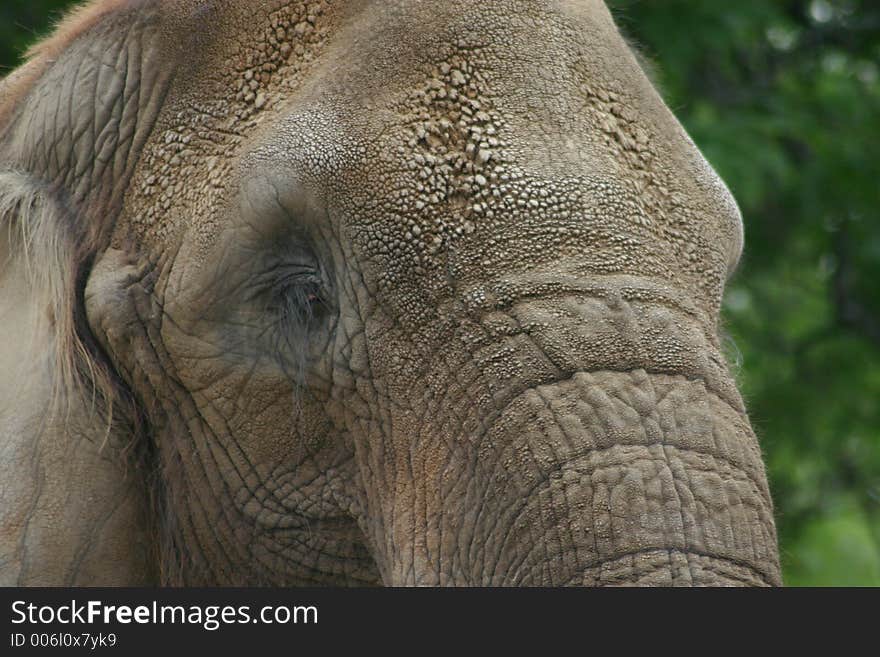 Face of an Elephant. Face of an Elephant