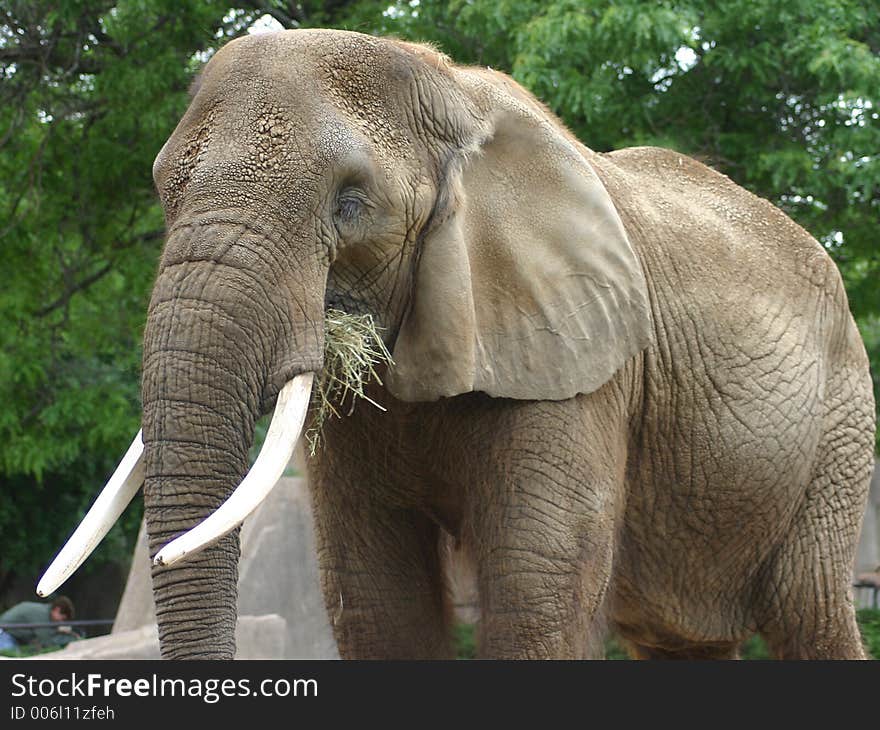 Elephant eating hay