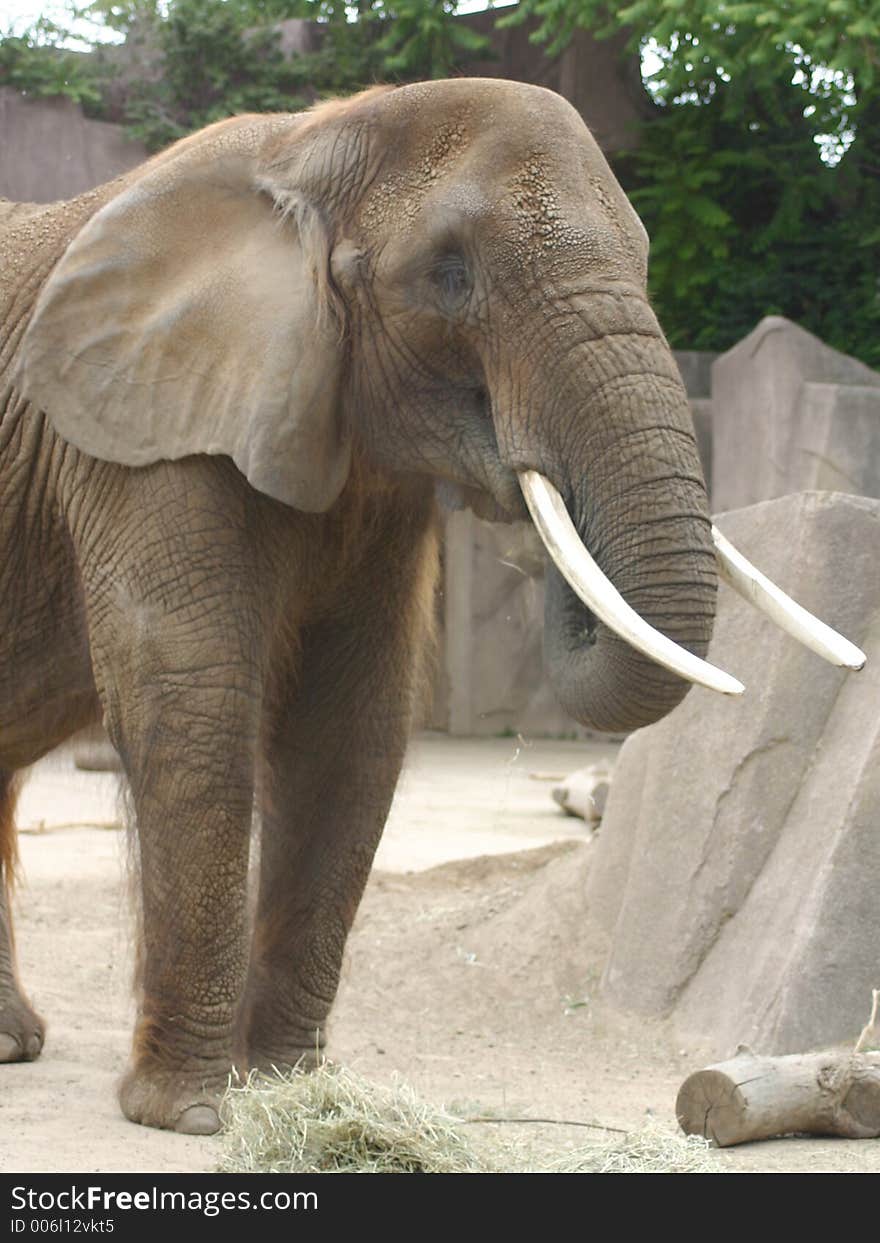 Elephant eating hay