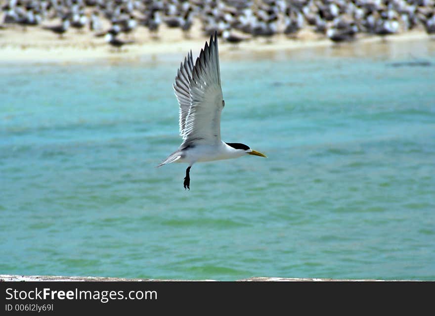 A tern flying in search of food in the open sea. A tern flying in search of food in the open sea