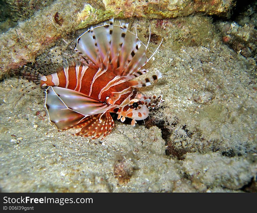 Found during a night dive. Found during a night dive