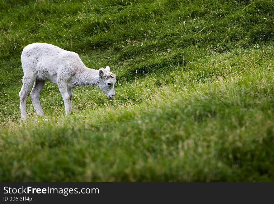 Baby mountain  goat