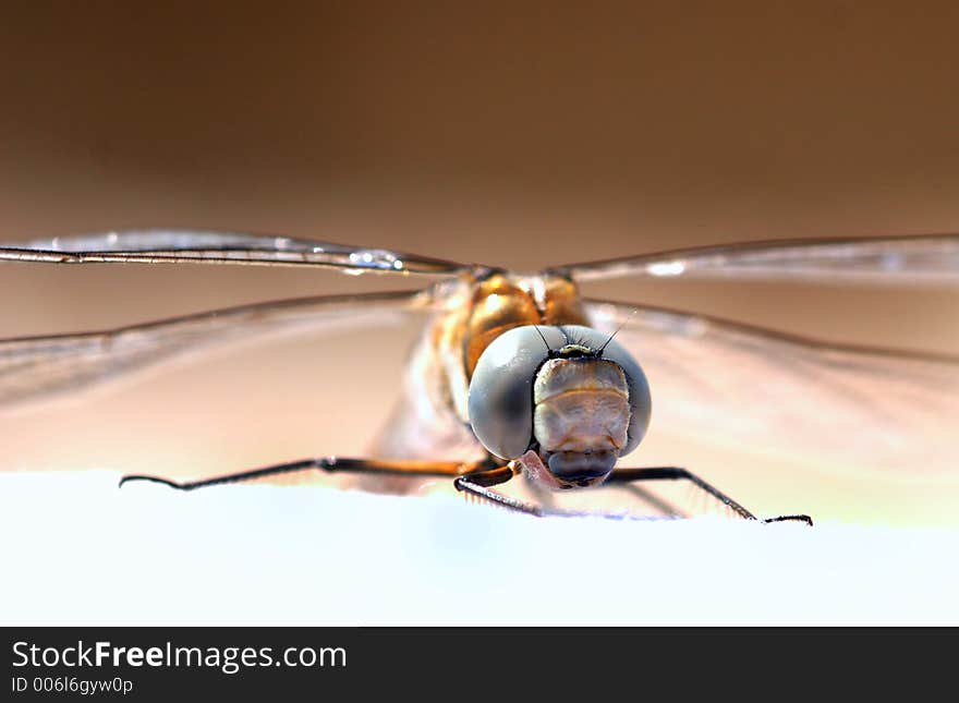 Close up of a Blue Dragonfly. Very sharp detail on the subject but very shallow dof. Close up of a Blue Dragonfly. Very sharp detail on the subject but very shallow dof