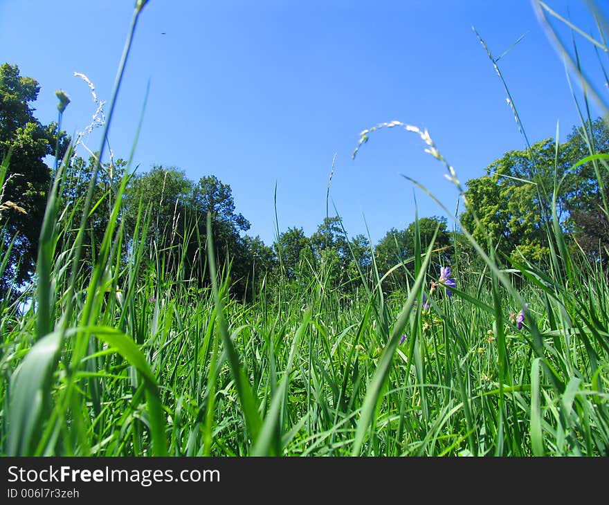 Feels like lying in the green grass and watching the deep blue sky. Feels like lying in the green grass and watching the deep blue sky.