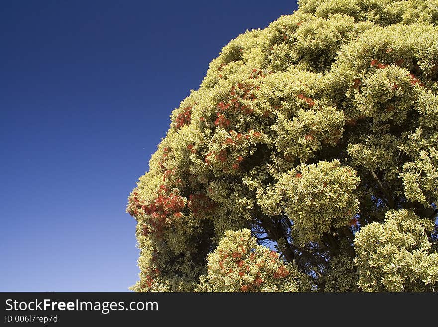 Tree In Blossom