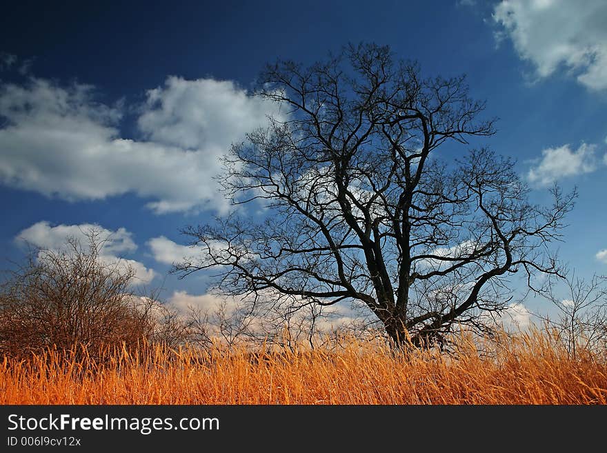 Oak Tree