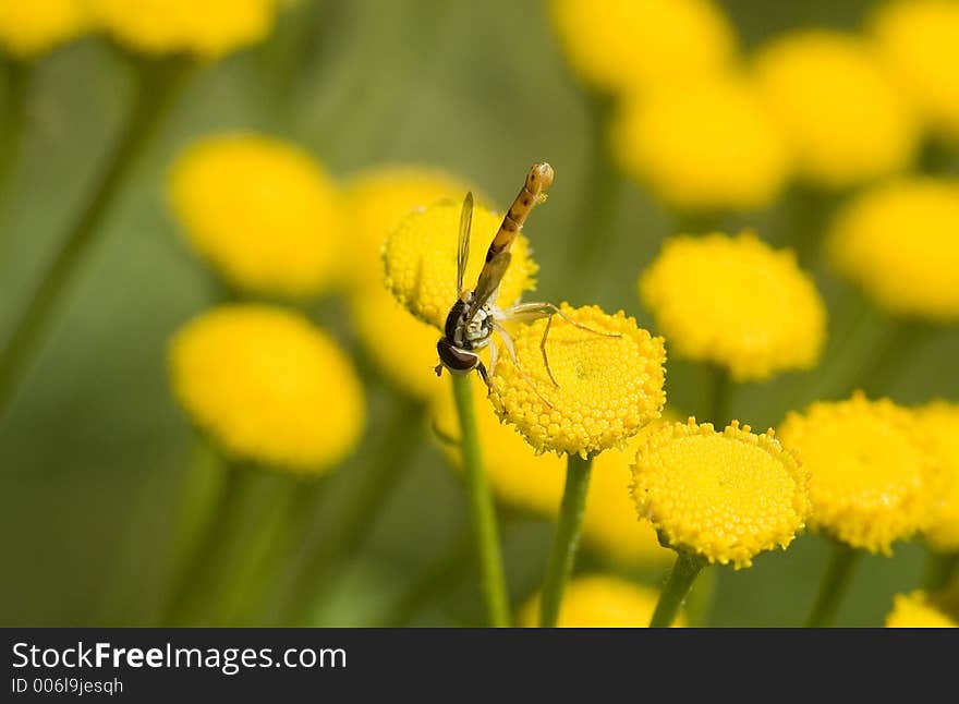 Insect on flower