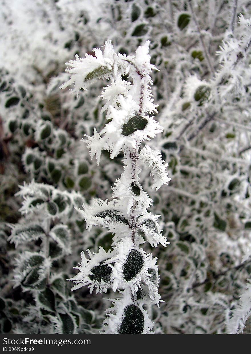 Frozen leaves