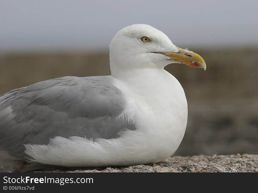 Segull sitting on seafront wall. Segull sitting on seafront wall.