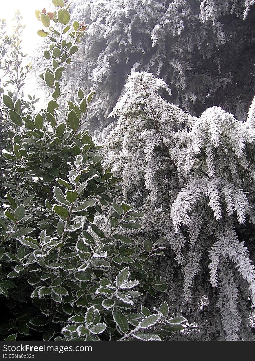 Frozen trees