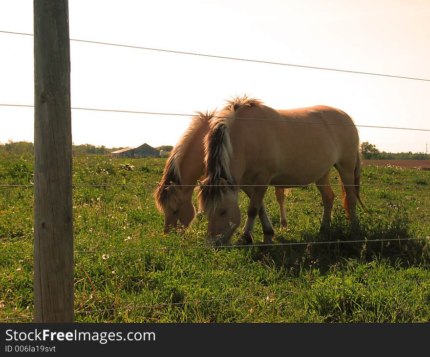 2 horses