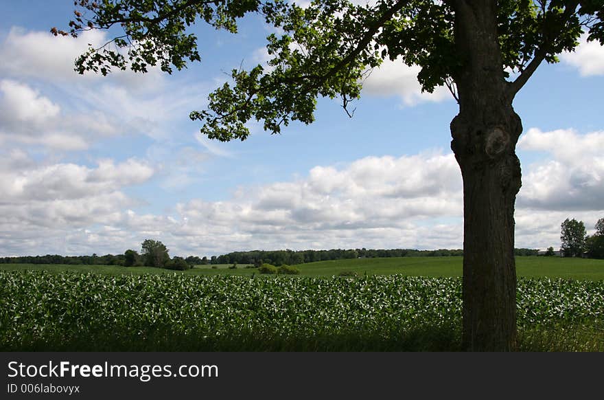 Cornfield And Tree