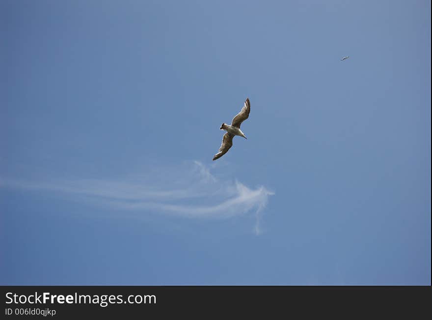 Gull flying with the clouds