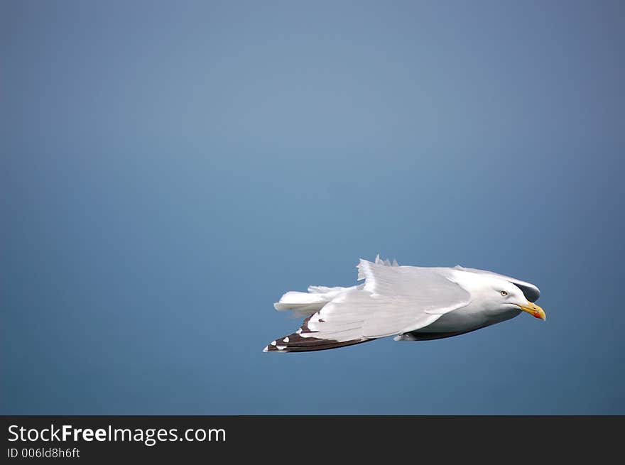 Flying gull