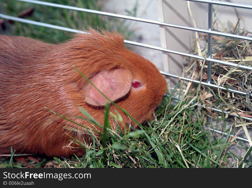 Guinea-pig (cobaye)