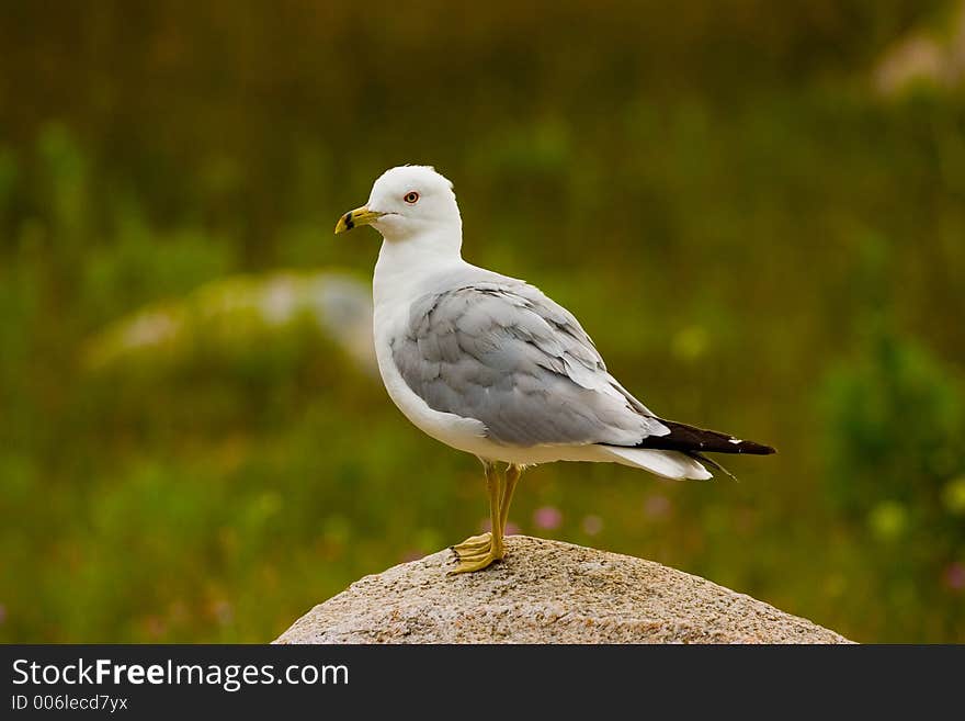 Gull standing on a rock. Gull standing on a rock