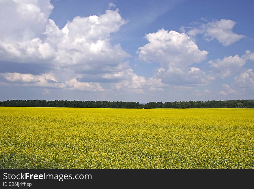 Meadow