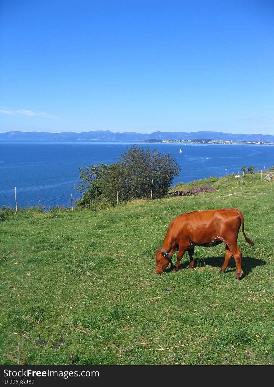 Norwegian red heifer grazing in pasture. Norwegian red heifer grazing in pasture