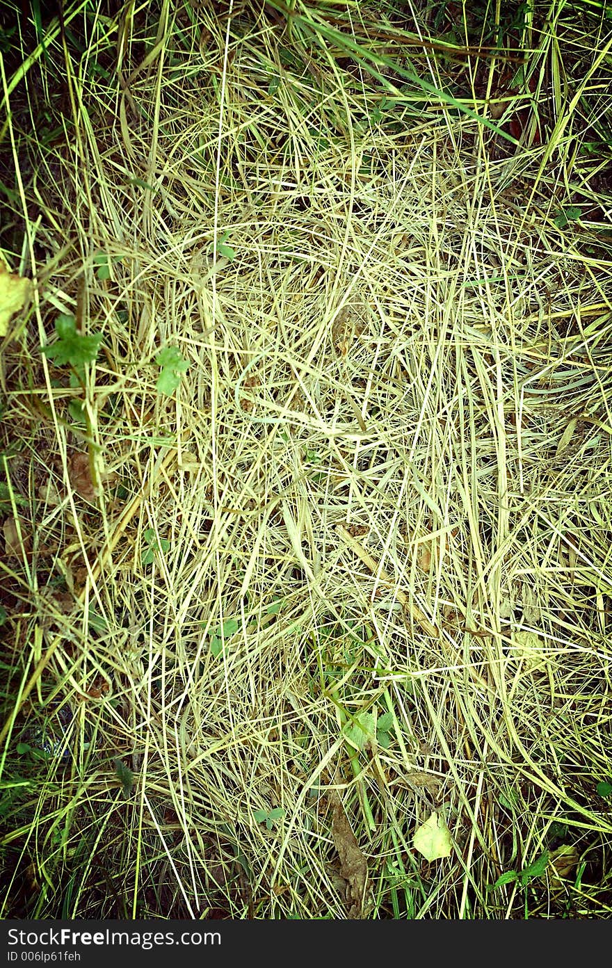 Grass background