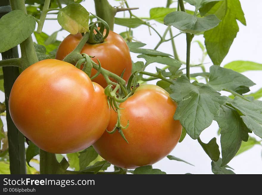 Red tomatoes growing in a pot on a home deck/prorch