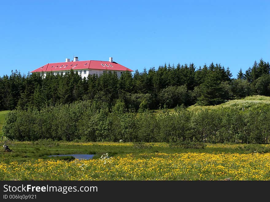 A big Manor house partly hidden in forrest, yellow daisies in fields in foreground, a small pond and trees, clear blue sky