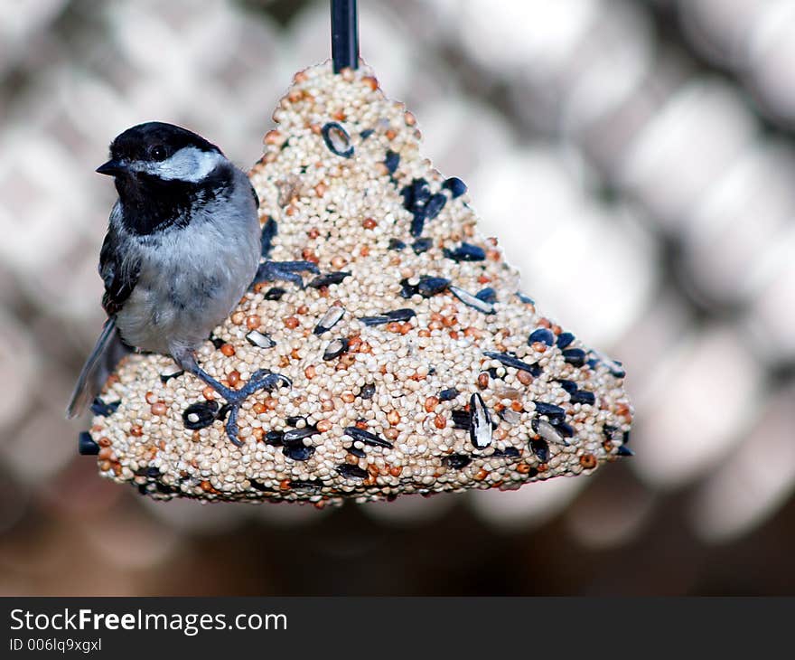 This chickadee has been back to this feeder many times and I FINALLY got a good shot of him. This chickadee has been back to this feeder many times and I FINALLY got a good shot of him.