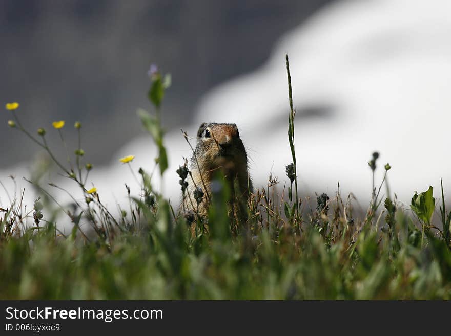 A colombian squirrel in Glacier National Park.