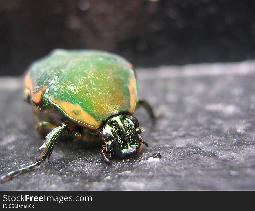 Green Beetle