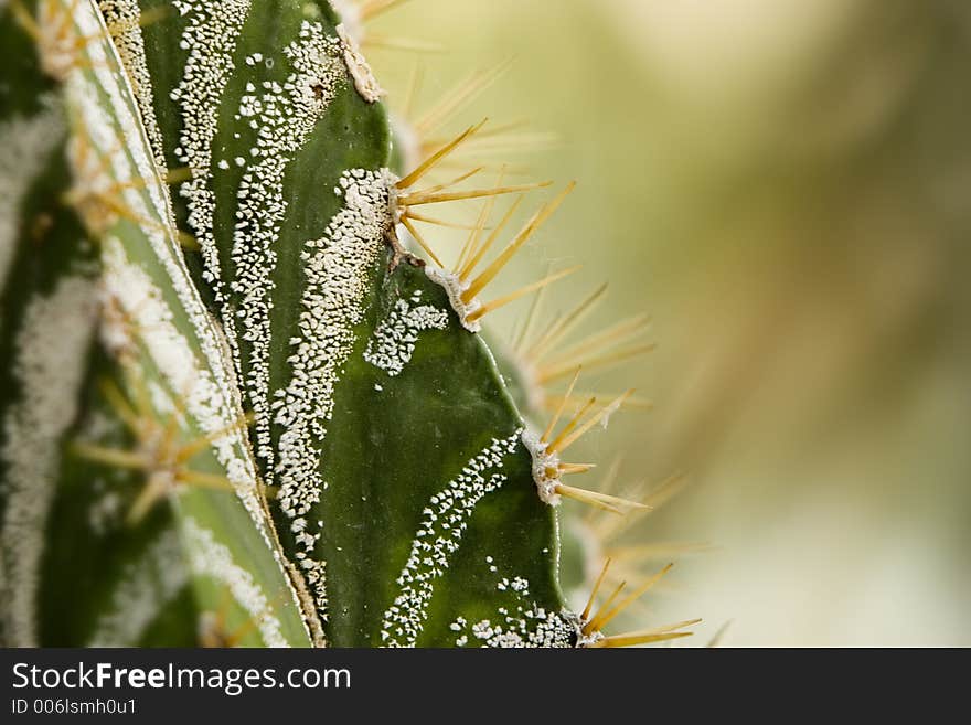 Cactus thorns up close shot