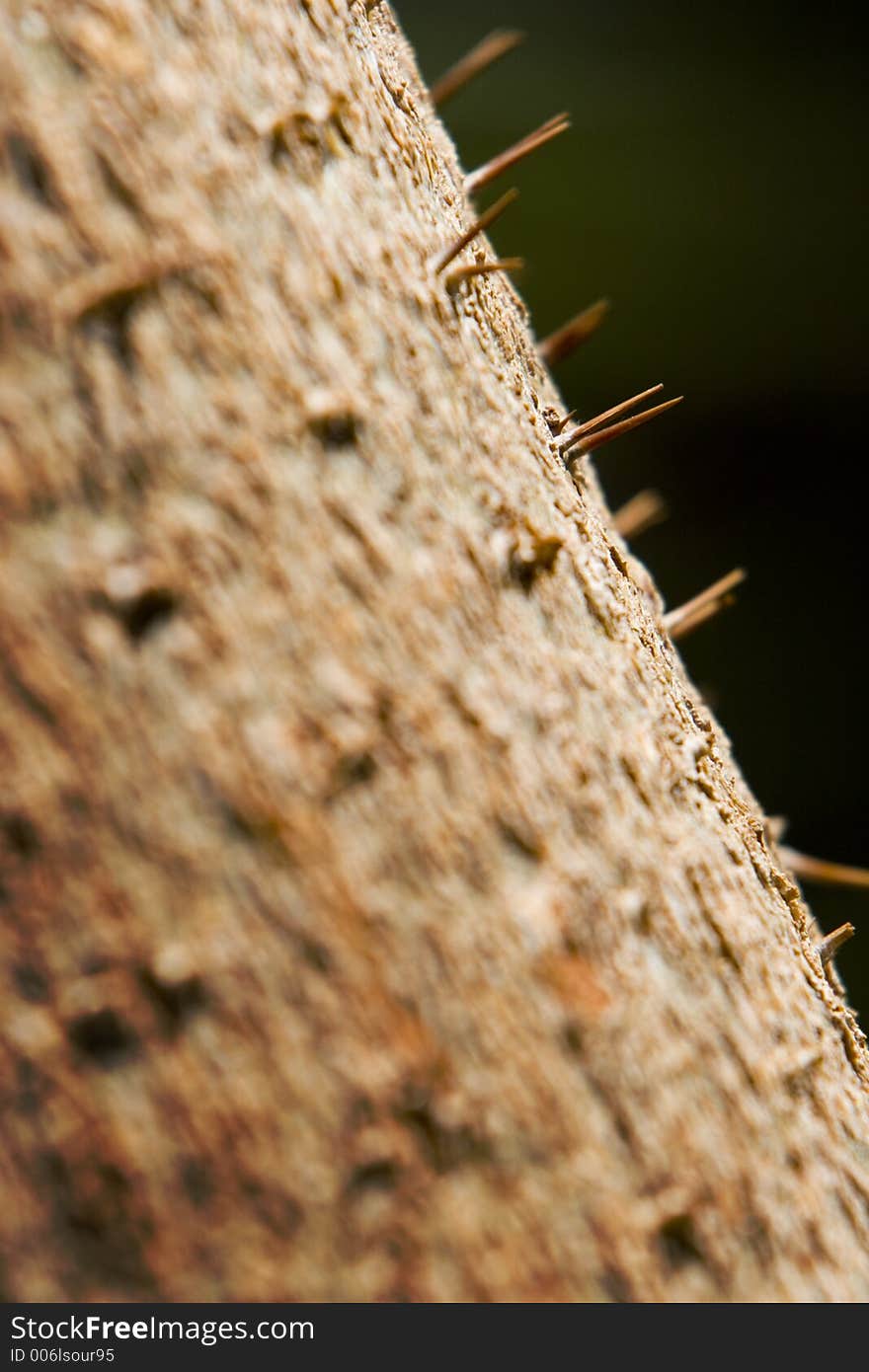 Cactus throwns brown close shot. Cactus throwns brown close shot