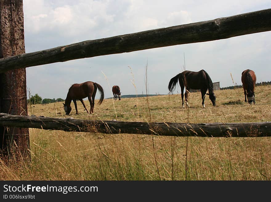 Horse in Germany