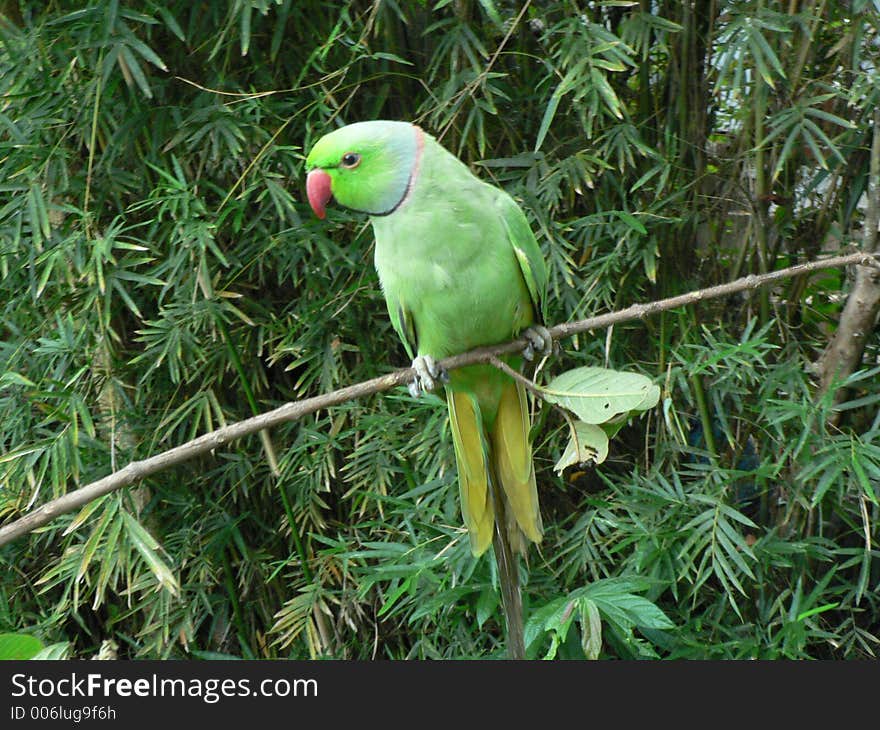 Parrot is a famious pet in sri lankan homes.